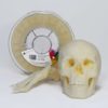 Smartfil ABS MEDICAL M 750g - Smart Materials 3D