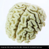 PLA_Extrafill_Light_Ivory_3Dwiser.com_brain_2-Portugal-Espana-Evolt-Impressao-3D